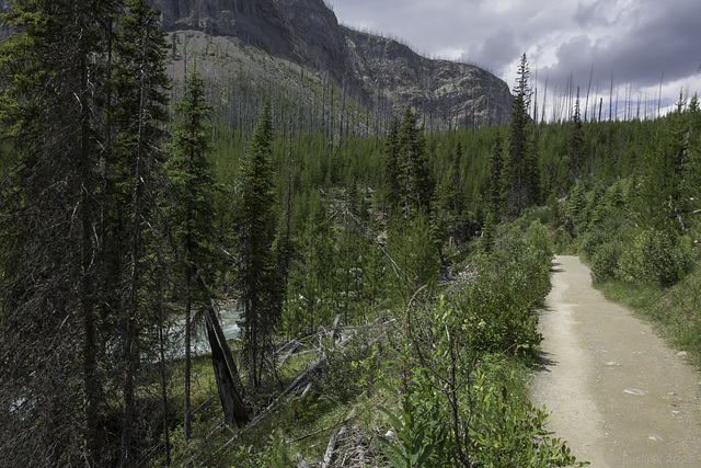 Wanderweg am Tokumm Creek (© Buelipix)