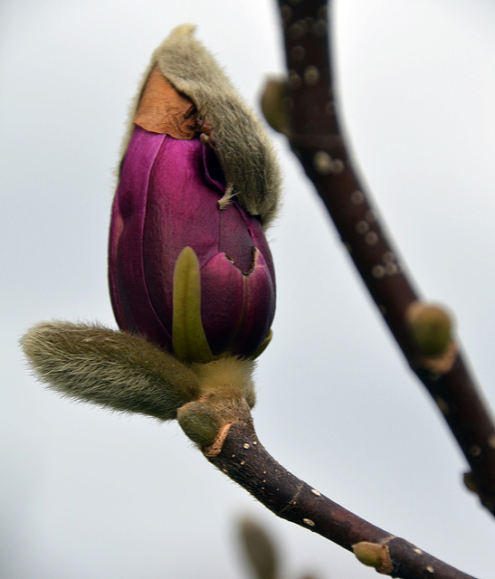 Sich dem Frühling öffnen