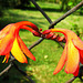 Crocosmia