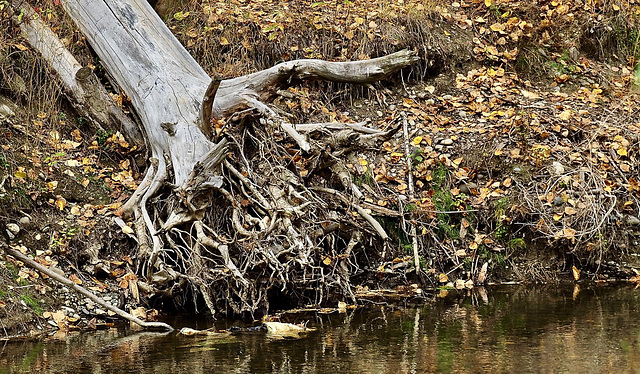 Roots at Baker Creek.