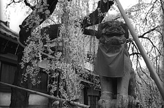 HimuroJinja 05