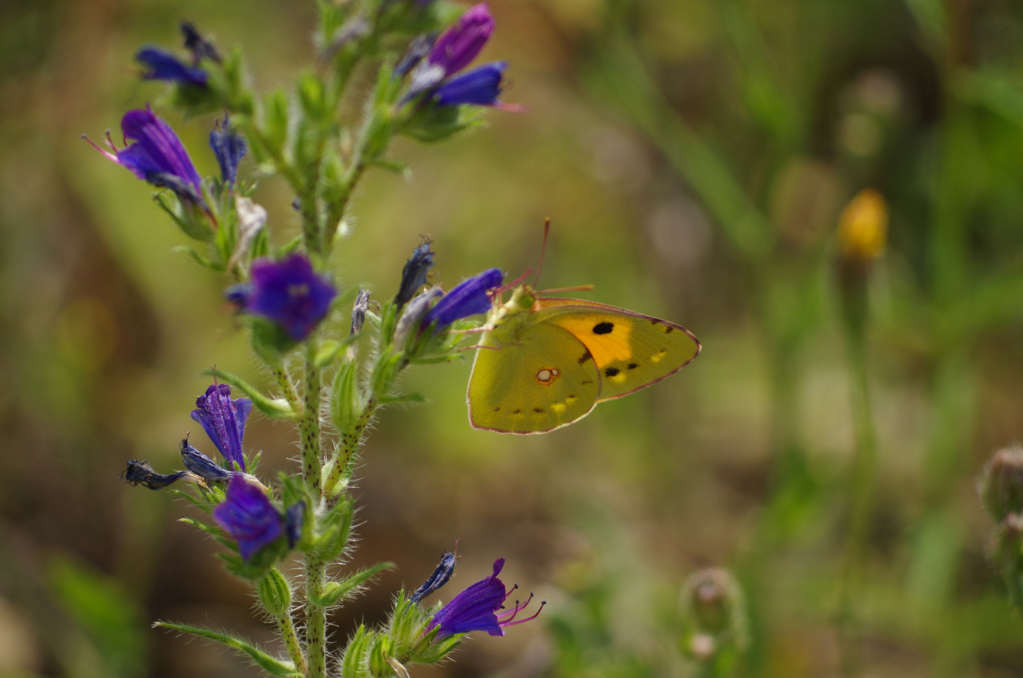 souci sur fleur de vipérine