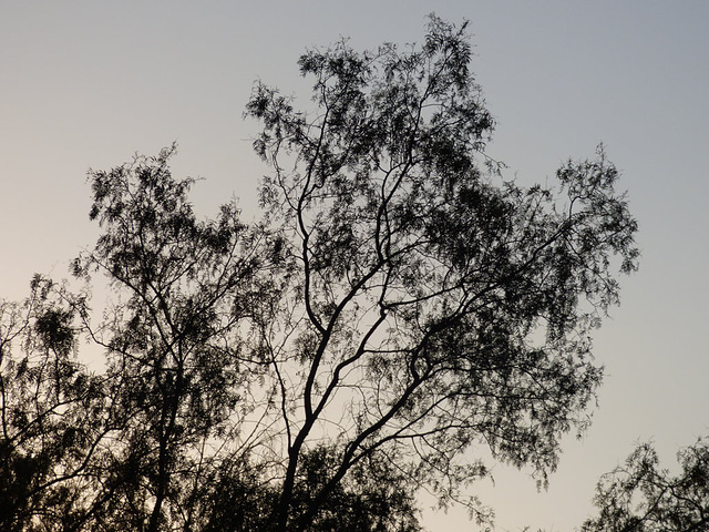 La finura de un árbol