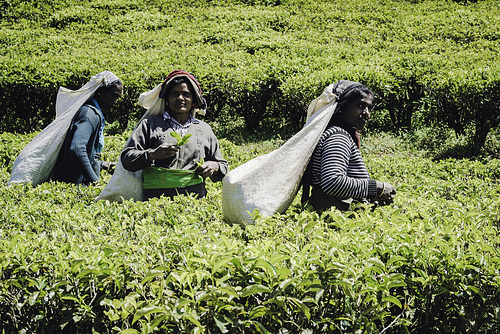 Tamil tea pickers