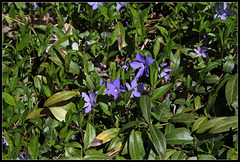 Vinca minor , petite pervenche  (1)