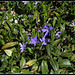 Vinca minor , petite pervenche  (1)