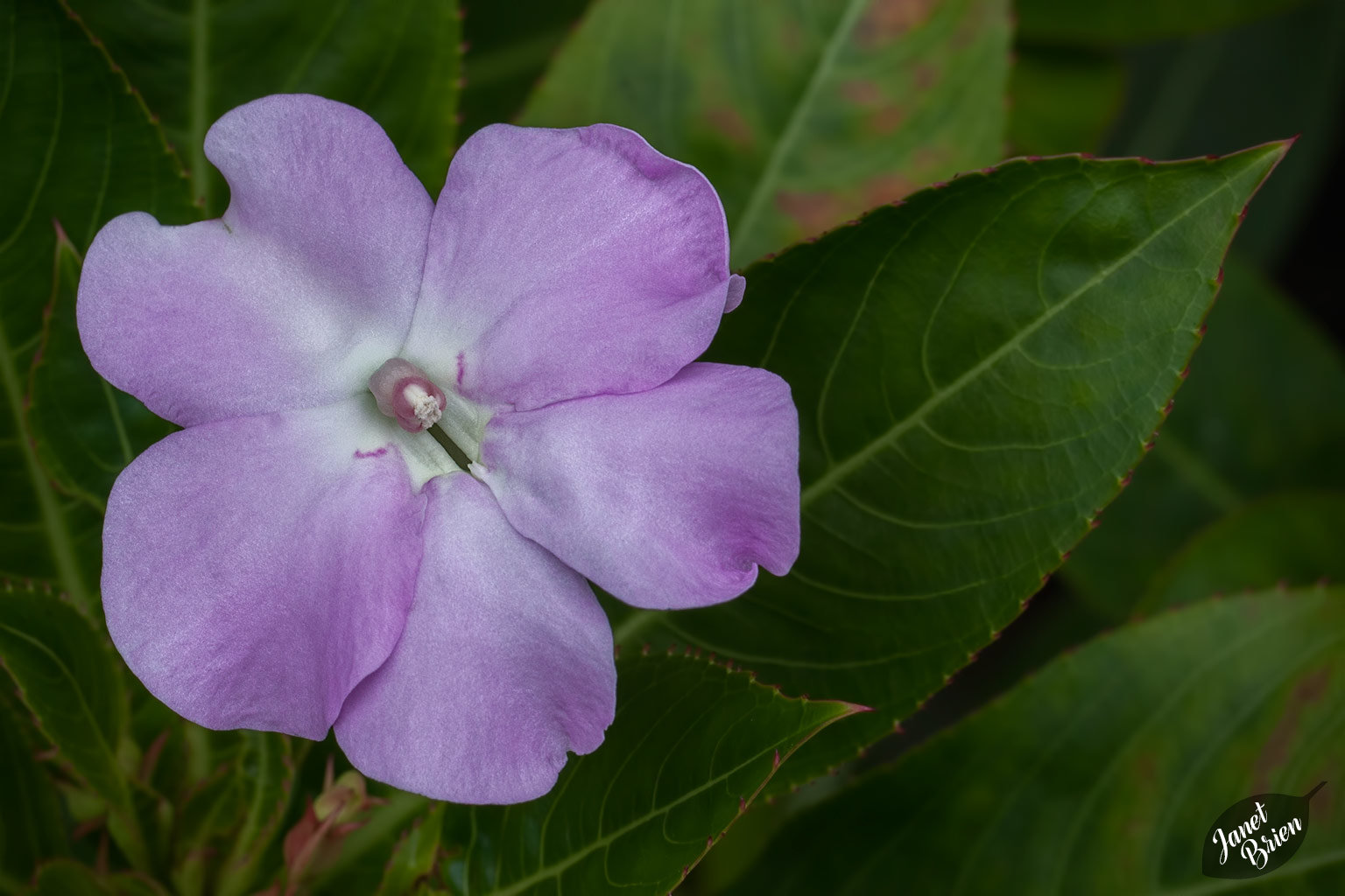 Pictures for Pam, Day 142: Silky Pink Impatiens