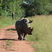 Uganda, Ziwa Rhino Sanctuary, White Rhino on the Road