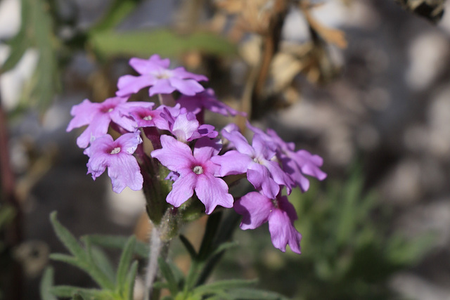 Rose Vervain