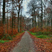 Weg im Schellenberger Wald (Essen-Stadtwald) / 1.12.2019