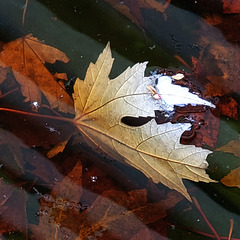 Drowned Leaves