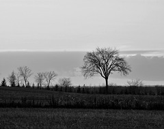 18/50 l'orme de M. Charbonneau, Mr. Charbonneau's elm tree