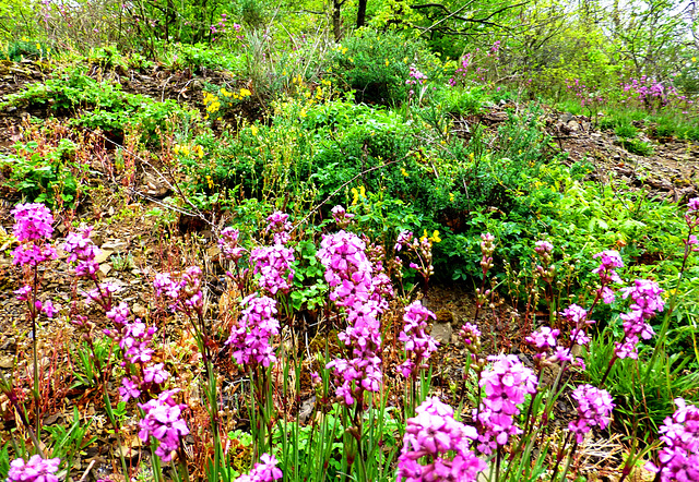 DE - Altenahr - Wildblumen