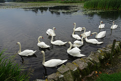Swans On Carlingwark Loch