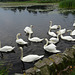 Swans On Carlingwark Loch