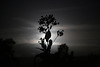 Tobacco by Moonlight