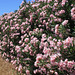 Oleander hedge