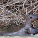 Lontras no pantanal