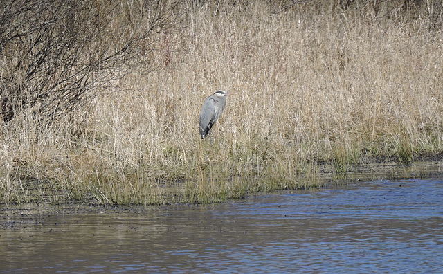 GBH at the farm