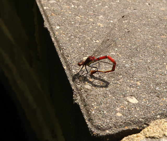 Red Damselfly