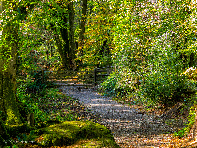 Pathway and Gate, Bystock Nature Reserve, Devon