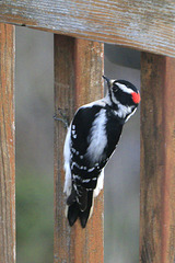 Male Downy Woodpecker