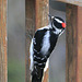 Male Downy Woodpecker