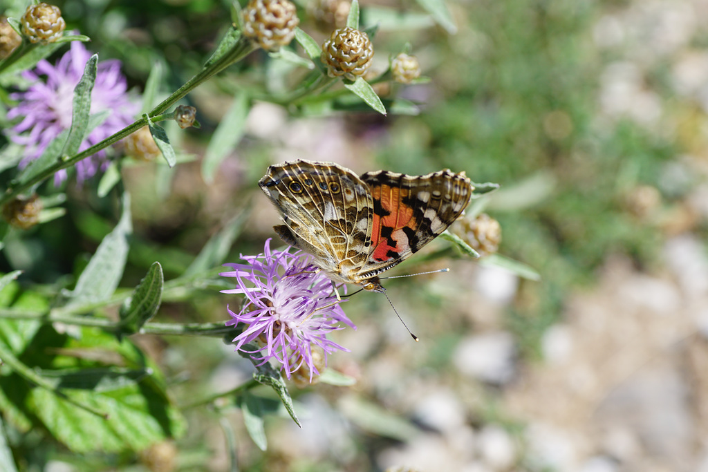 Vanessa cardui auf lila Blüte