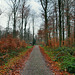 Weg im Schellenberger Wald (Essen-Stadtwald) / 1.12.2019