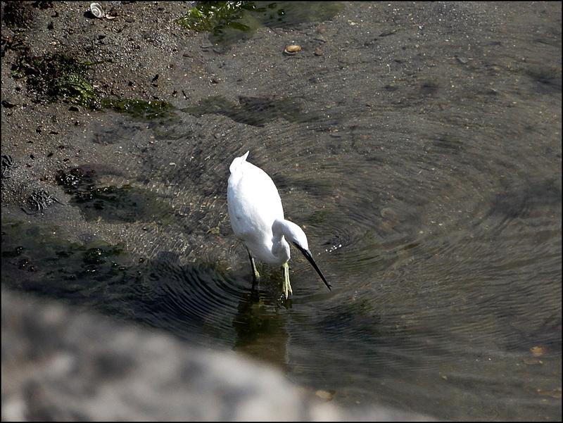 aigrette ,,,