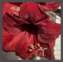 Amaryllis