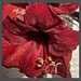 Amaryllis