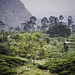 Tea shrubs in beautiful nature of Sri Lankan mountains