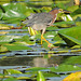 Green Heron