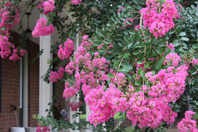 Crepe Myrtle !