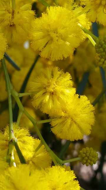 wattle