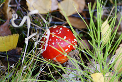 Der erste Fliegenpilz (Amanita muscaria) in diesem Jahr