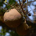 Uganda, Entebbe Botanical Garden, Fruits of Cannonball Tree