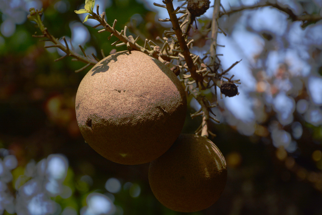 Uganda, Entebbe Botanical Garden, Fruits of Cannonball Tree