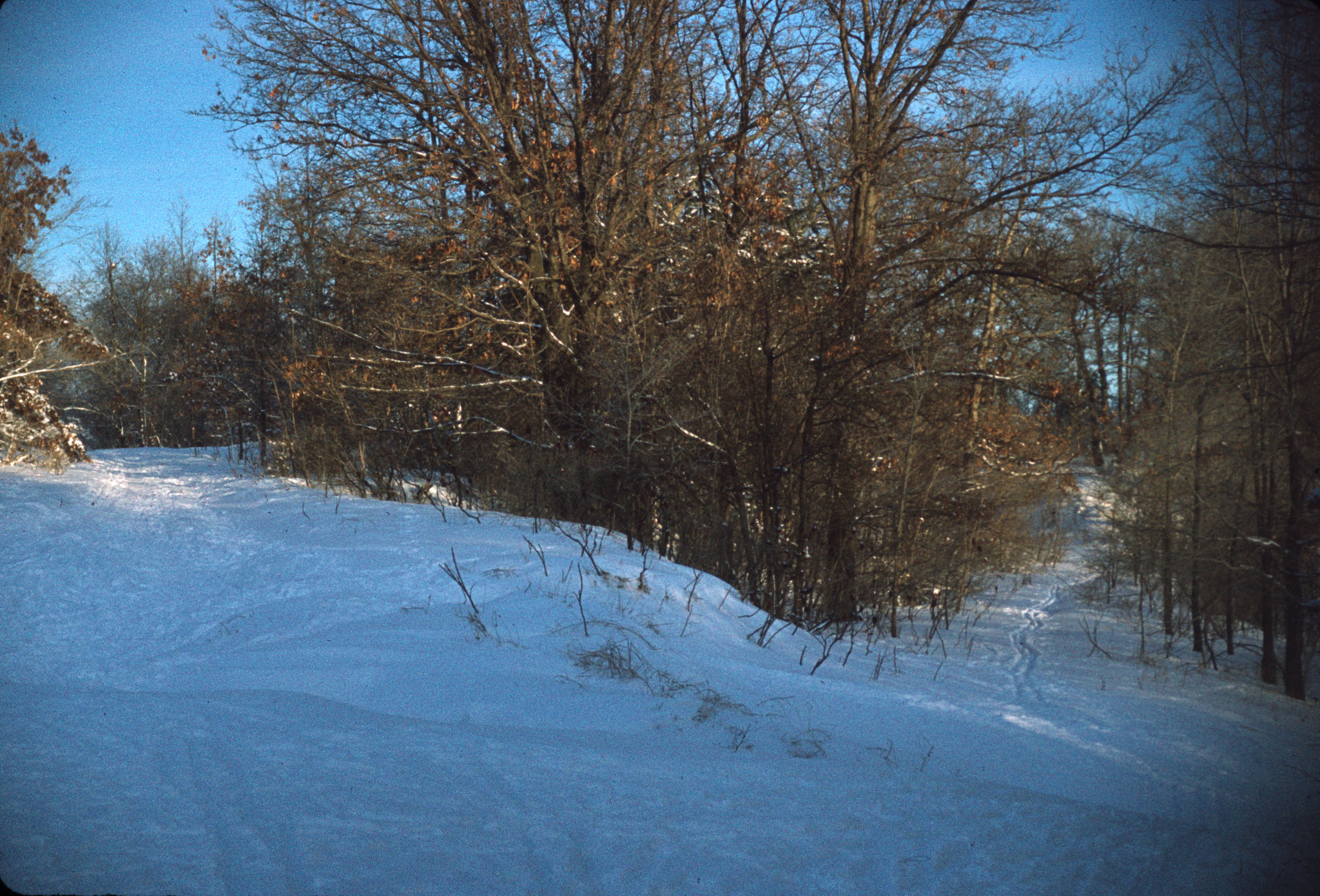 A Winter Walk in the Woods