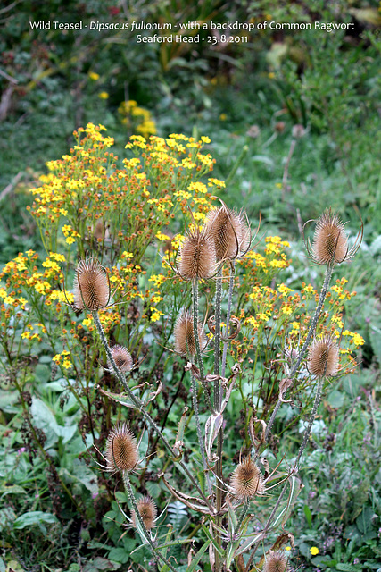 Wild Teasels with Common Ragwort Seaford Head 23 8 2011