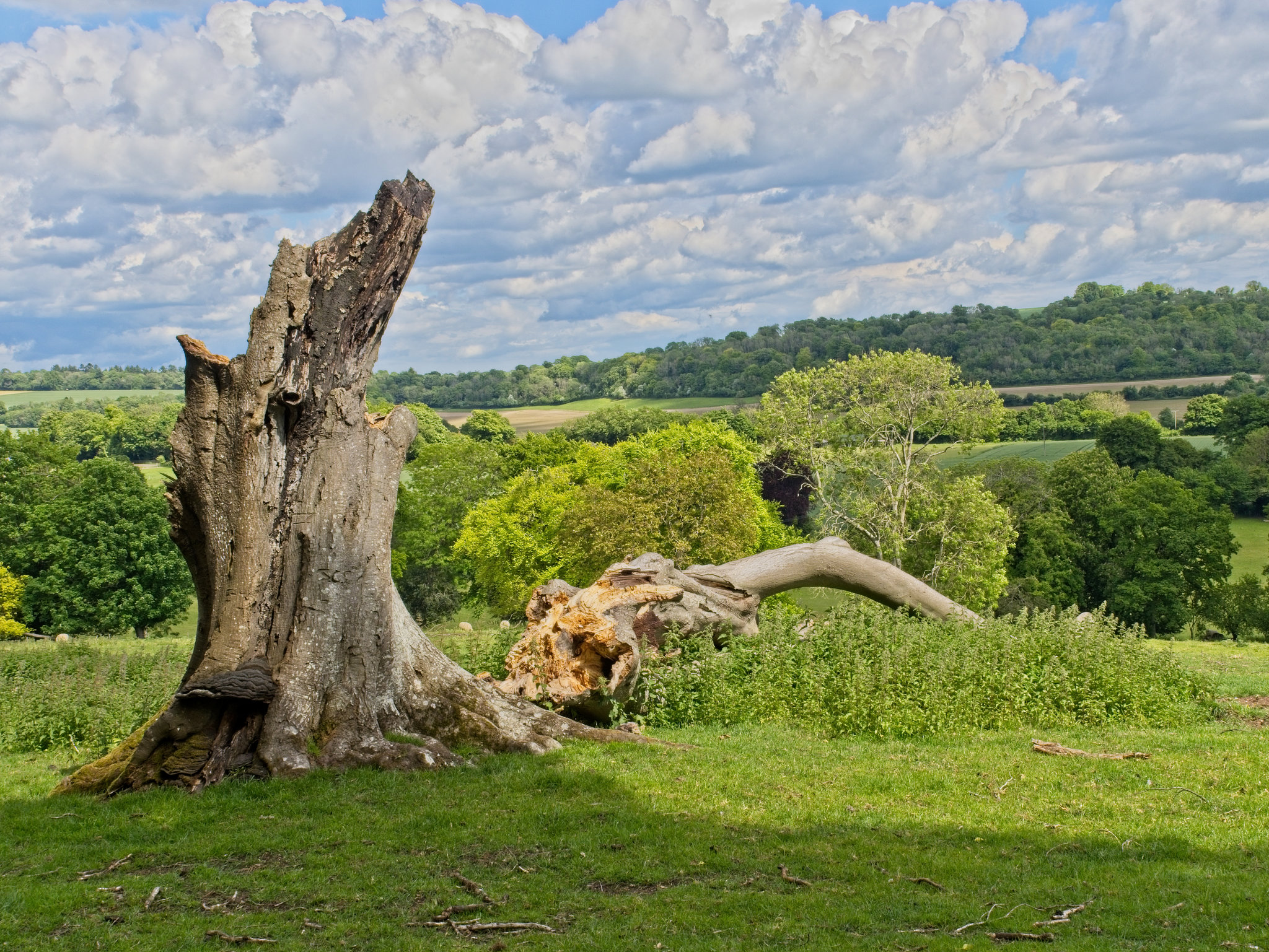 View Across the South Downs