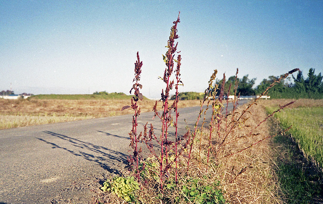 Road edge