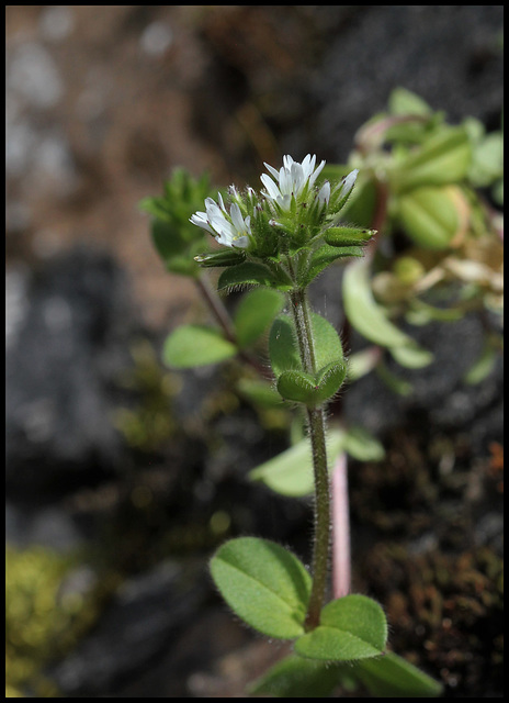 Cerastium glomeratum (7)