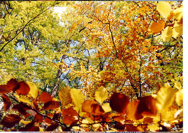 Herbstlaub in Wernigerode