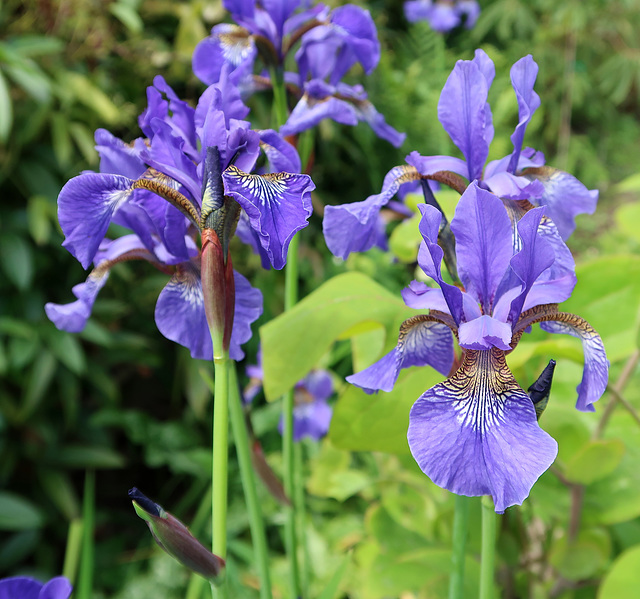 Iris