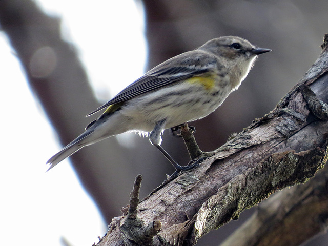 Yellow-rumped warbler