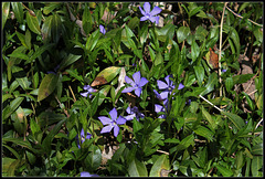 Vinca minor , petite pervenche  (2)