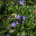 Vinca minor , petite pervenche  (2)