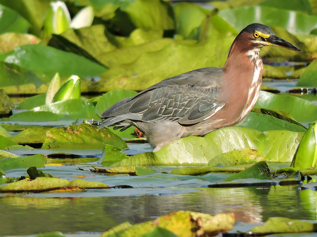 Green Heron